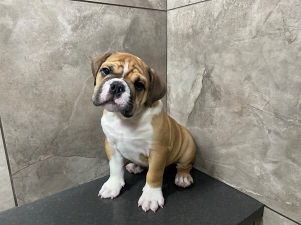 English Bulldog DOG Male Red and White 29346 Petland Frisco, Texas