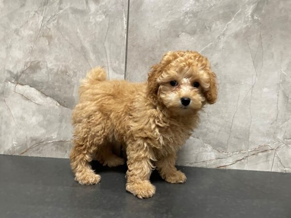 Miniature Poodle DOG Female Red 29418 Petland Frisco, Texas