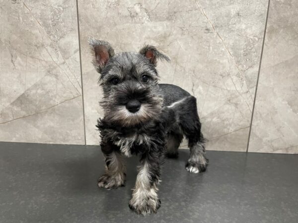 Miniature Schnauzer DOG Male Salt & Pepper 29411 Petland Frisco, Texas