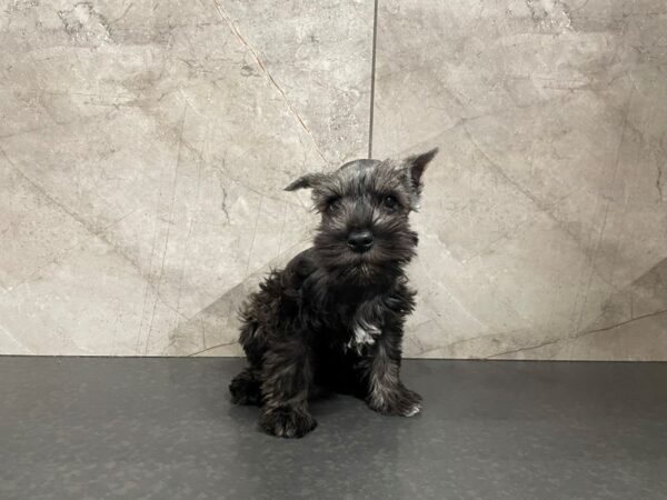 Miniature Schnauzer-DOG-Female-Salt & Pepper-29414-Petland Frisco & Mckinney, Texas