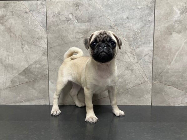 Pug DOG Female Fawn 29396 Petland Frisco, Texas