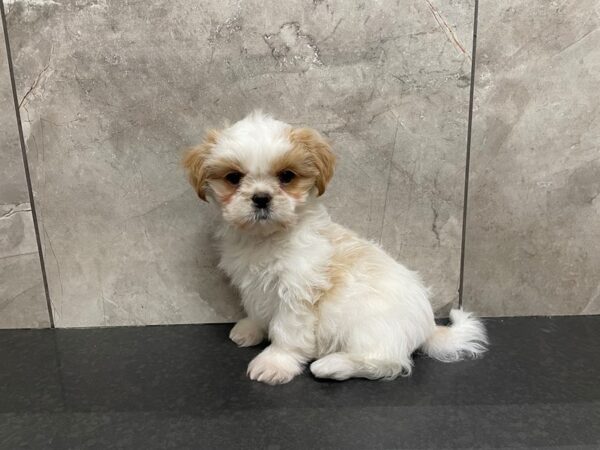 Shih Tzu-DOG-Female-LEMON & WHT-29419-Petland Frisco & Mckinney, Texas