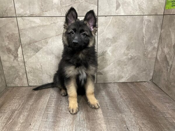 German Shepherd Dog-DOG-Female-Black / Tan-29381-Petland Frisco & Mckinney, Texas