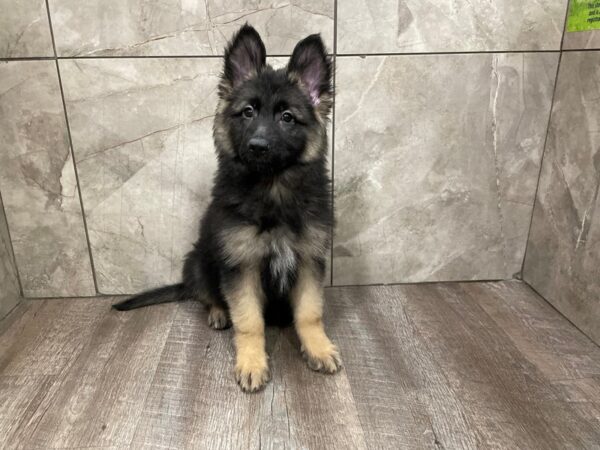 German Shepherd Dog DOG Female Black / Tan 29381 Petland Frisco, Texas