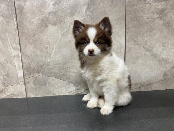 Pomsky 2nd Gen-DOG-Female-Chocolate-29387-Petland Frisco & Mckinney, Texas