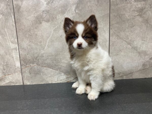 Pomsky 2nd Gen DOG Female Chocolate 29387 Petland Frisco, Texas