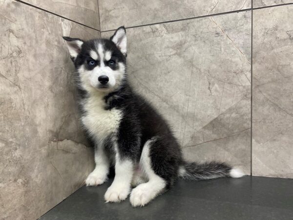 Siberian Husky-DOG-Male-Black and White-29390-Petland Frisco & Mckinney, Texas
