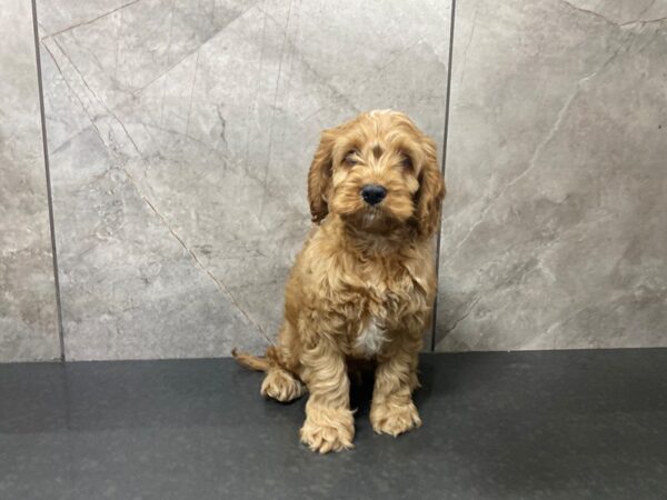 Cock A Poo DOG Male Apricot 29410 Petland Frisco, Texas