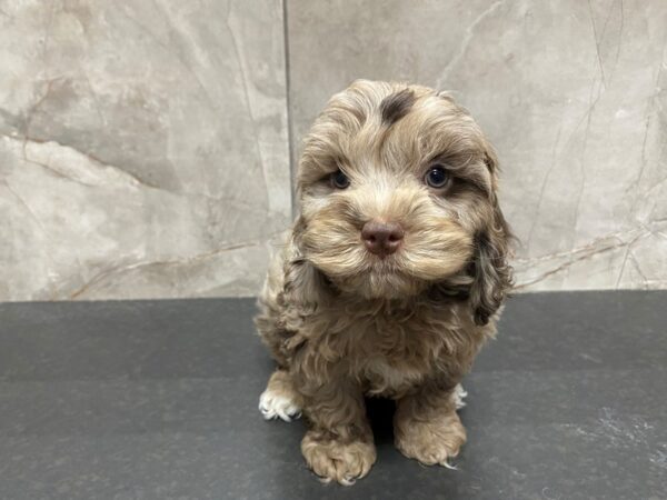 Cock A Poo-DOG-Male-Chocolate Merle-29455-Petland Frisco & Mckinney, Texas
