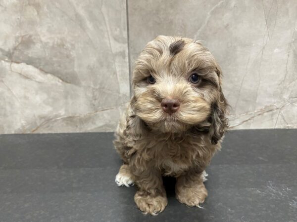 Cock A Poo DOG Male Chocolate Merle 29455 Petland Frisco, Texas