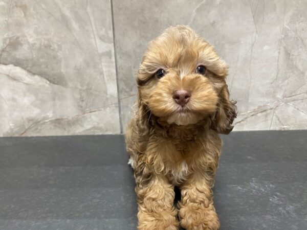 Cock A Poo-DOG-Female-Chocolate Merle-29454-Petland Frisco, Texas