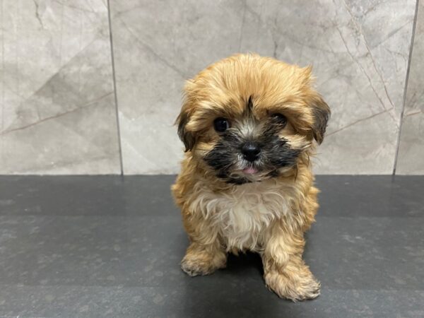 Yorkiepoo-DOG-Female-Gold-29459-Petland Frisco & Mckinney, Texas
