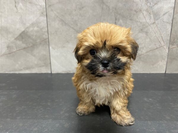 Yorkiepoo-DOG-Female-Gold-29459-Petland Frisco, Texas