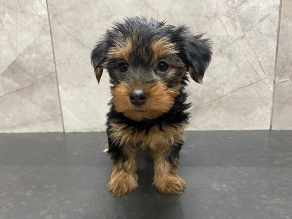 Yorkshire Terrier DOG Female Black / Tan 29447 Petland Frisco, Texas