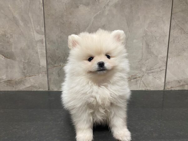 Pomeranian-DOG-Female-Cream-29442-Petland Frisco & Mckinney, Texas