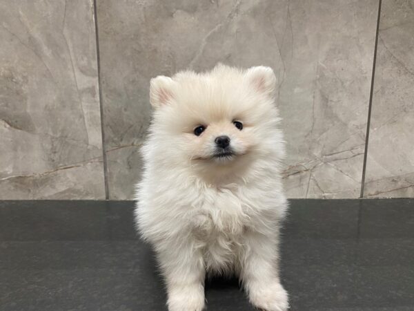 Pomeranian DOG Female Cream 29442 Petland Frisco, Texas