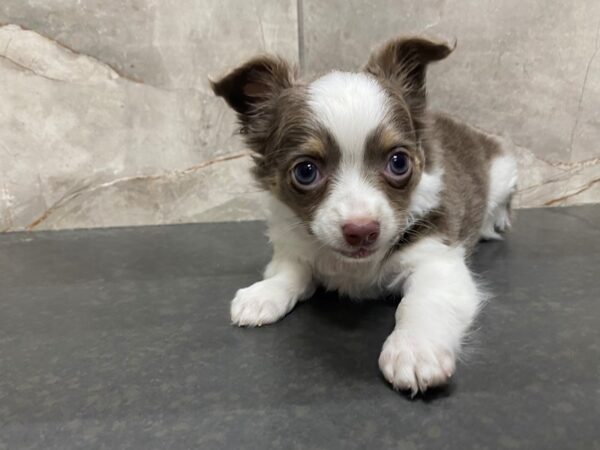 Chihuahua DOG Female Chocolate 29436 Petland Frisco, Texas