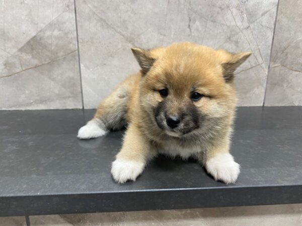 Shiba Inu DOG Male Red / White 29444 Petland Frisco, Texas