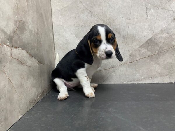 Beagle DOG Female Black White / Tan 29432 Petland Frisco, Texas