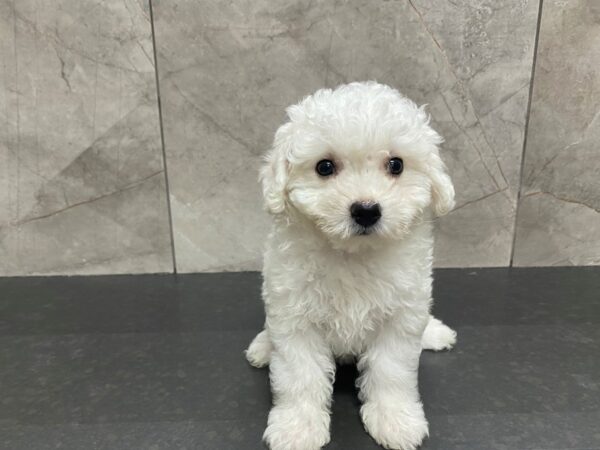 Bichon Frise-DOG-Female-White-29434-Petland Frisco & Mckinney, Texas
