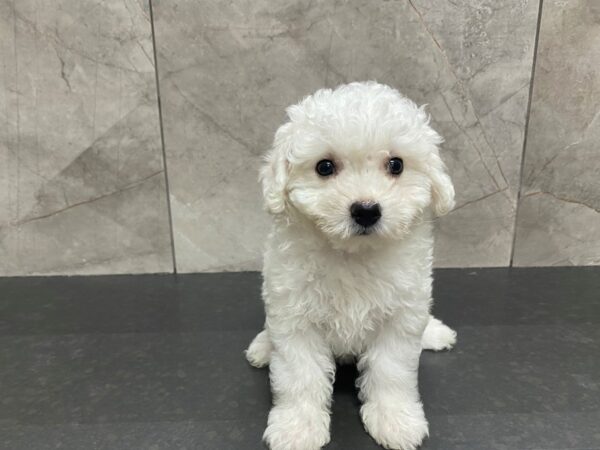 Bichon Frise DOG Female White 29434 Petland Frisco, Texas