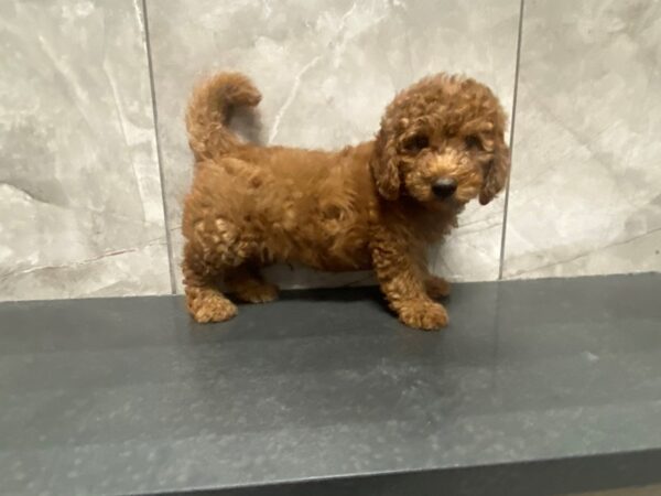 Goldendoodle Mini 2nd Gen-DOG-Male-Dark Red-29457-Petland Frisco & Mckinney, Texas