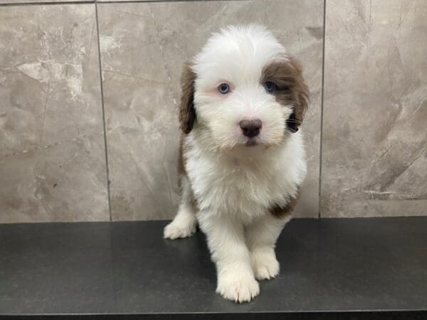 Bearded Collie-DOG-Female-Red / White-29433-Petland Frisco, Texas