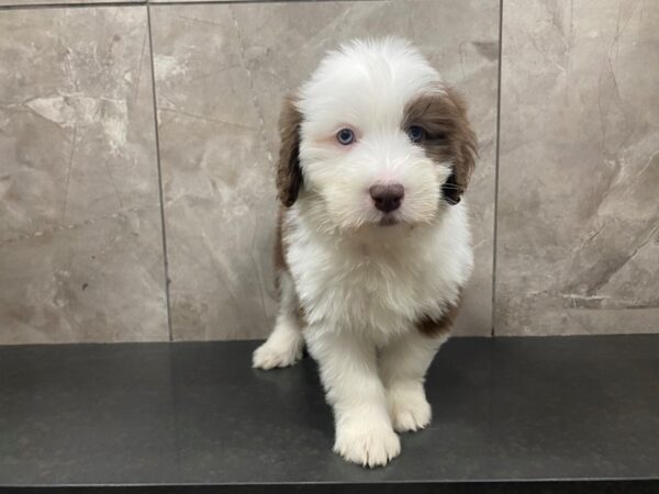 Bearded Collie DOG Female Red / White 29433 Petland Frisco, Texas