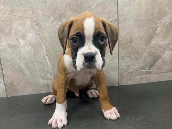 Boxer DOG Male Fawn & White 29461 Petland Frisco, Texas