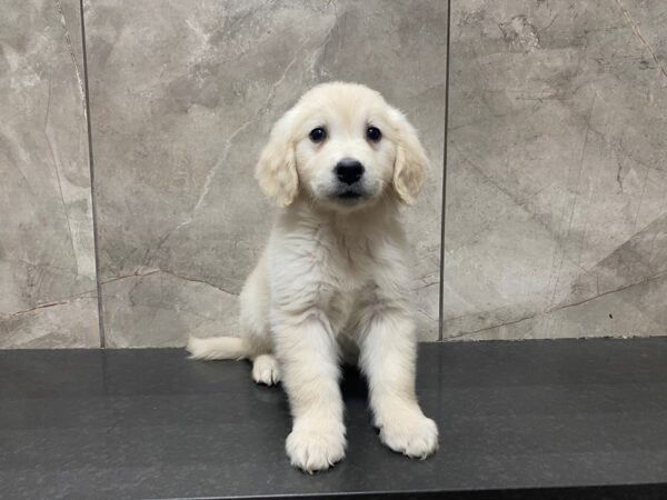 Golden Retriever DOG Female Golden 29422 Petland Frisco, Texas