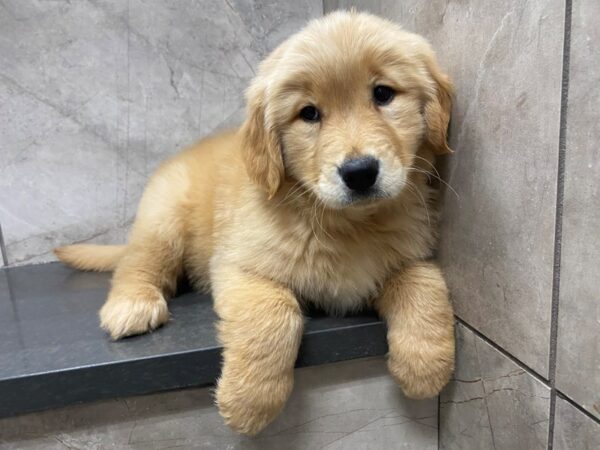 Golden Retriever DOG Female Golden 29421 Petland Frisco, Texas