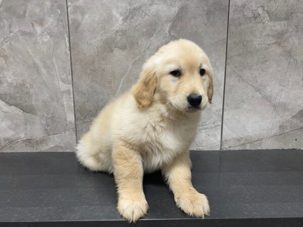 Golden Retriever DOG Female Golden 29420 Petland Frisco, Texas