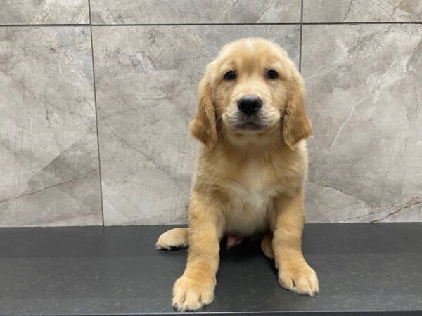 Golden Retriever-DOG-Male-Golden-29449-Petland Frisco & Mckinney, Texas