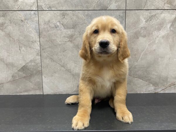 Golden Retriever DOG Male Golden 29449 Petland Frisco, Texas