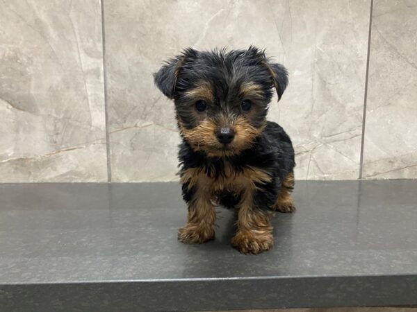 Yorkshire Terrier DOG Female Black / Tan 29446 Petland Frisco, Texas