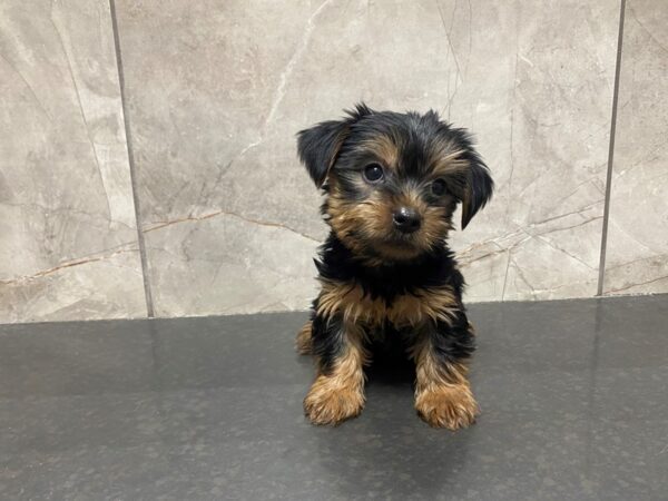 Yorkshire Terrier DOG Male Black / Tan 29448 Petland Frisco, Texas