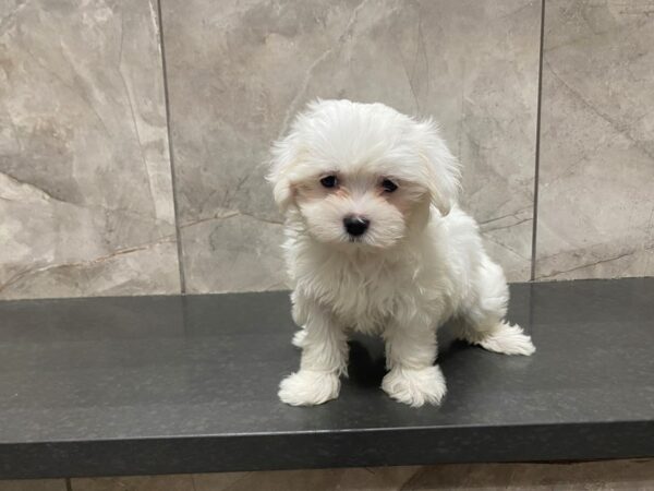 Maltese DOG Female White 29438 Petland Frisco, Texas