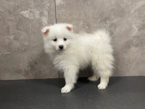 American Eskimo Dog-DOG-Female-White-29431-Petland Frisco & Mckinney, Texas