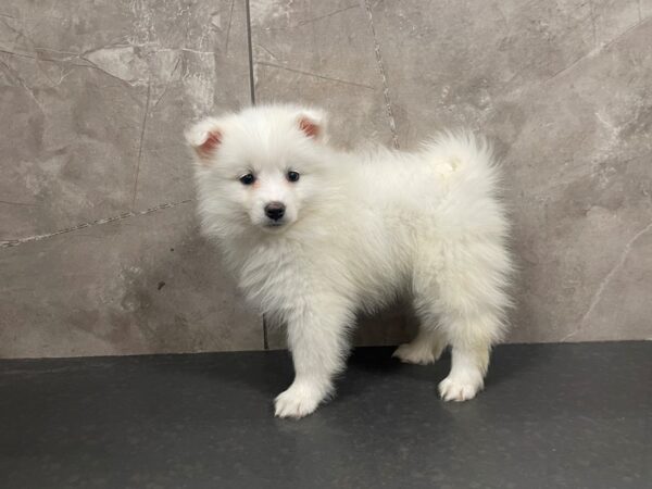 American Eskimo Dog DOG Female White 29431 Petland Frisco, Texas