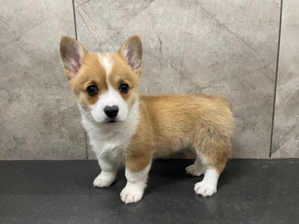 Pembroke Welsh Corgi-DOG-Female-Red-29441-Petland Frisco & Mckinney, Texas