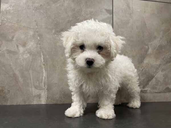Havachon-DOG-Female-White-29450-Petland Frisco & Mckinney, Texas