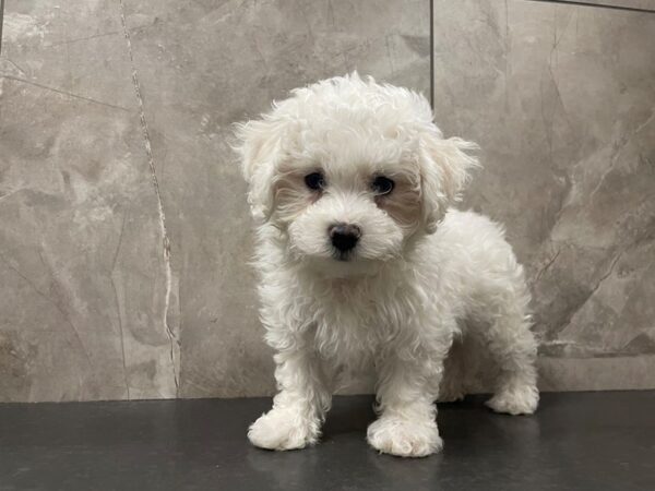 Havachon DOG Female White 29450 Petland Frisco, Texas