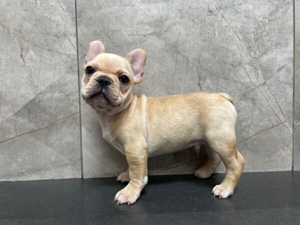 French Bulldog-DOG-Male-Cream-29437-Petland Frisco & Mckinney, Texas