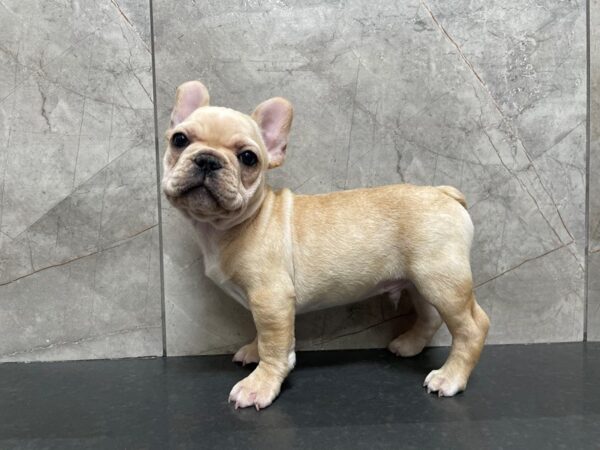 French Bulldog DOG Male Cream 29437 Petland Frisco, Texas