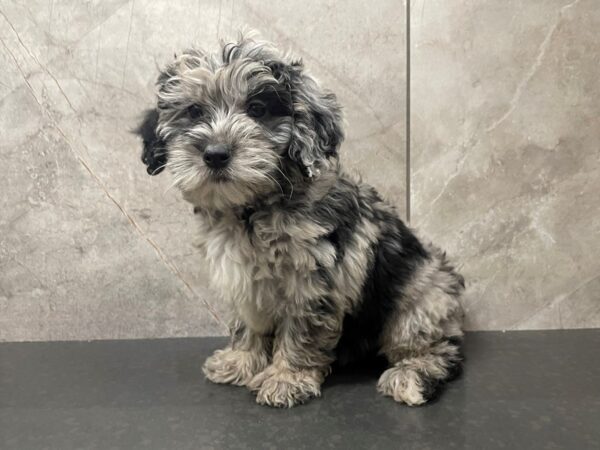 Sheepadoodle Mini DOG Female Blue Merle 29458 Petland Frisco, Texas