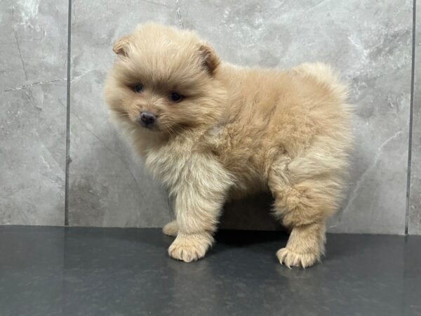 Pomeranian DOG Male Red 29443 Petland Frisco, Texas