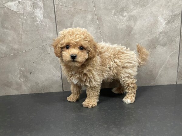 Maltipoo DOG Male Apricot 29460 Petland Frisco, Texas