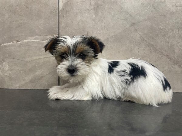 Yorkshire Terrier DOG Female BIEWER 29426 Petland Frisco, Texas