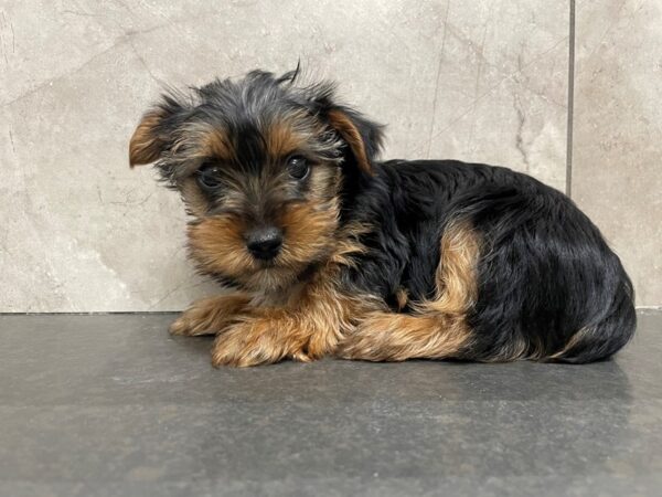 Yorkshire Terrier DOG Male BLK TAN 29425 Petland Frisco, Texas