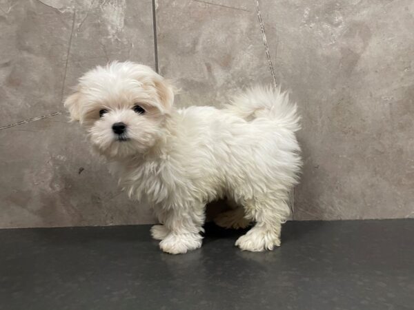 Maltese DOG Female White 29439 Petland Frisco, Texas